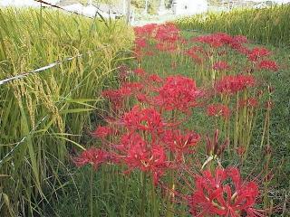 Cp0087.JPG (26063 ???)