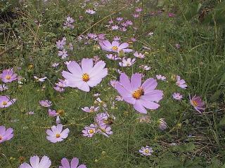 Cp0224.JPG (27104 ???)