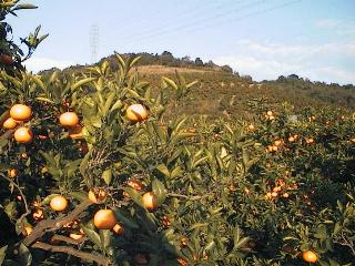 Cp0439.JPG (25577 �o�C�g)