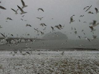 cp1110.JPG (16377 ???)