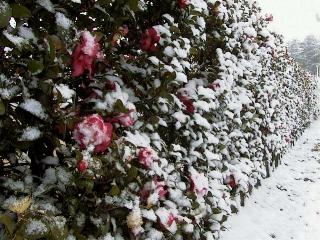 cp1152.JPG (28605 ???)